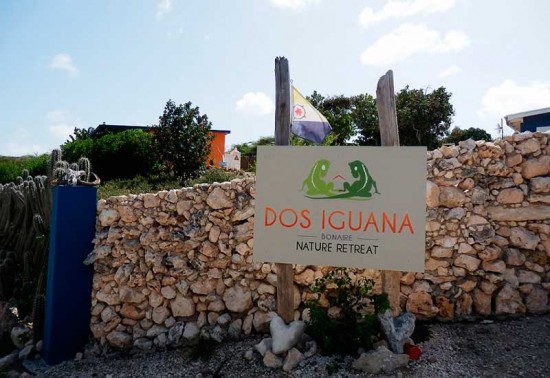 bonaire-dos-iguana bonaire-dos-iguana